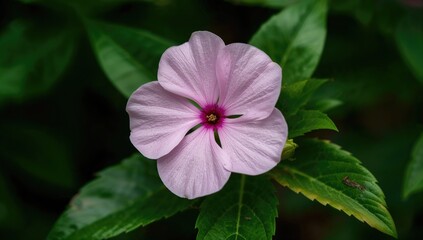 Fototapeta premium Close-up of a vibrant pink flower surrounded by green leaves, emphasizing natural beauty and seasonal change