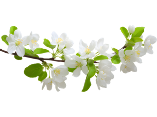 Apple blossom branch isolated on transparent background, symbolizing spring freshness and natural beauty.