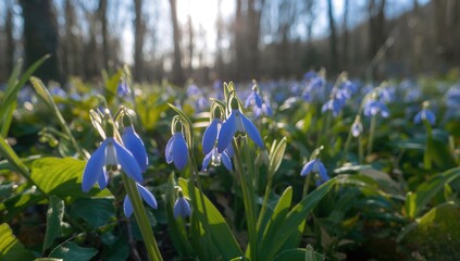 Blue blooming snowdrop flowers, suitable for editorial header background