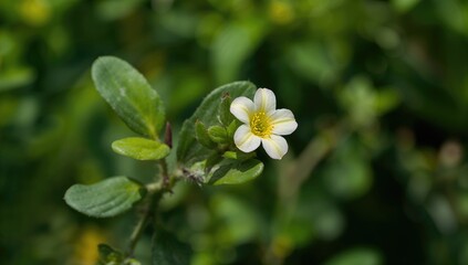Common Purslane, a protein-rich meal option, Earth Day