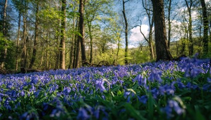 Fototapeta premium Forest filled with blooming bluebells, showcasing seasonal change, Spring