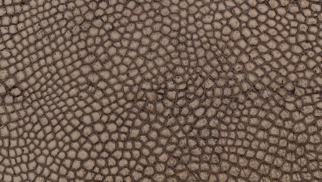 Seamless rough texture of stingray skin