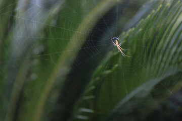 spider on a web