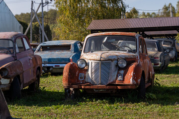 Vintage Cars Rusting in Overgrown Field