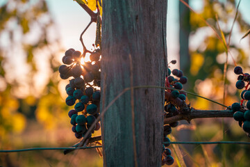 Gros plan &agrave; Saint-&Eacute;milion II