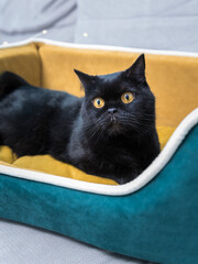 Black Cat sitting on the sofa at home. Black Persian cat lying on the sofa in a house.
