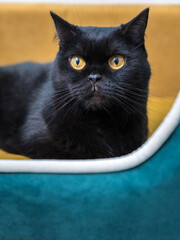 Black Cat sitting on the sofa at home. Black Persian cat lying on the sofa in a house.