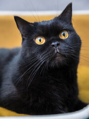 Black Cat sitting on the sofa at home. Black Persian cat lying on the sofa in a house.