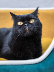 Black Cat sitting on the sofa at home. Black Persian cat lying on the sofa in a house.