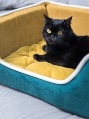 Black Cat sitting on the sofa at home. Black Persian cat lying on the sofa in a house.