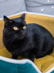 Black Cat sitting on the sofa at home. Black Persian cat lying on the sofa in a house.