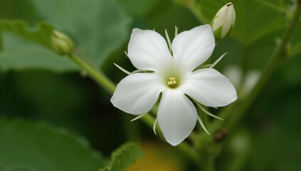 Obraz premium Blossom of a spiny gourd plant species