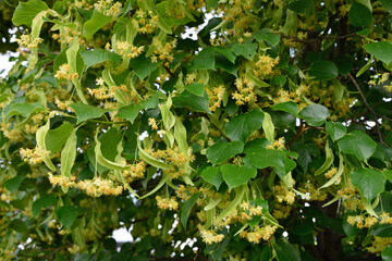 Linden Tree in Full Bloom with Yellowish-Green Flowers close up