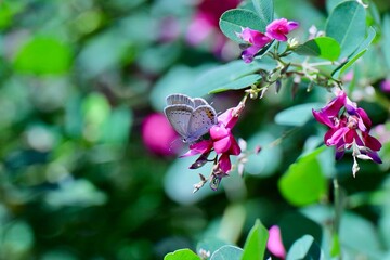 ヤマハギとシジミチョウ