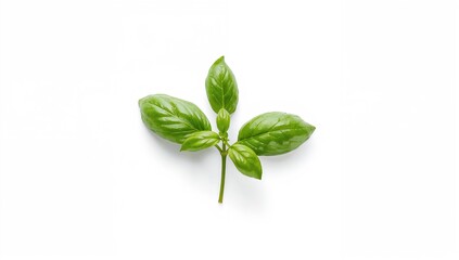Fresh basil plant on a white backdrop, ideal for culinary use