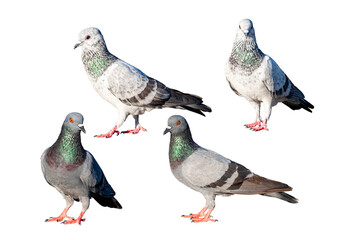 White Pigeon, Full Body pigeon walking isolated on transparent background, showing detailed...
