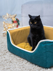 Black Cat sitting on the sofa at home. Black Persian cat lying on the sofa in a house. Christmas tree decorations.