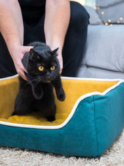 Black Cat sitting on the sofa at home. Black Persian cat lying on the sofa in a house. A man's hands holding a cat.