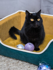 Black Cat sitting on the sofa at home. Black Persian cat lying on the sofa in a house. Christmas tree decorations.