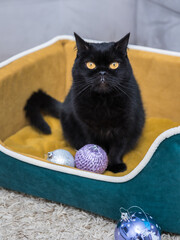 Black Cat sitting on the sofa at home. Black Persian cat lying on the sofa in a house. Christmas tree decorations.