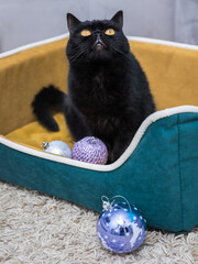Black Cat sitting on the sofa at home. Black Persian cat lying on the sofa in a house. Christmas tree decorations.
