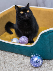 Black Cat sitting on the sofa at home. Black Persian cat lying on the sofa in a house. Christmas tree decorations.