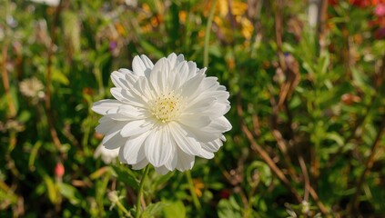 Garden's white blossom