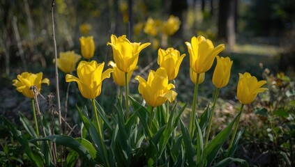 Obraz premium Vibrant yellow tulips flourishing in springtime, seasonal change