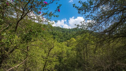 Obraz premium This is an image of a forested hillside