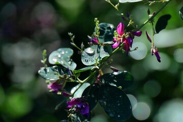 雨上がりの雫が光るヤマハギ