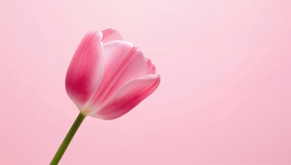 Obraz premium Elegant pink tulip flower against a soft pink backdrop, ideal for floral-themed designs