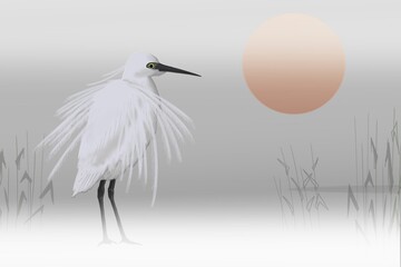 The little egret (Egretta garzetta) and morning  sun on the lake.
