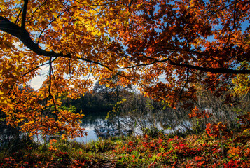 Autumn lake in an oak grove. Nature reserve, Kyiv, Ukraine