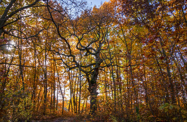 Old oak tree in an oak grove. Nature reserve, Kyiv, Ukraine