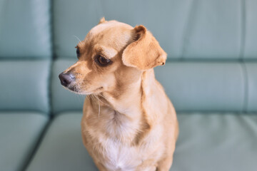 Small tan dog looking away while sitting on a mint green sofa indoors