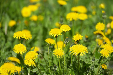 A field of blooming dandelions. Floral background with yellow flowers