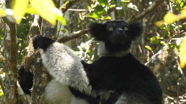 Lemur indri sits in the tree, looks around and fells asleep, portrait 3