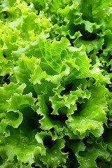 Close-up of fresh green lettuce leaves