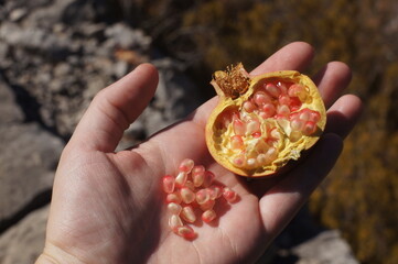 Close-up of a human hand gently holding small red pomegranate against a natural background. Fresh fruit concept, perfect for food photography, autumn designs, healthy lifestyle 