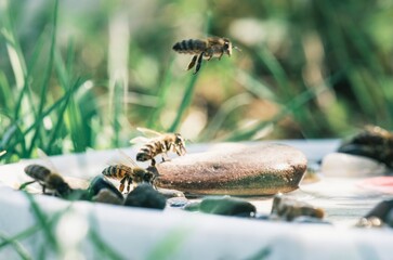 Several honey bees are gathered at a shallow dish filled with water and small rocks. One bee is flying near the dish in a green garden setting