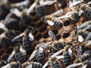 A close view shows many honey bees working hard on a honeycomb in their hive. They are gathering and depositing honey into the hexagonal cells during the day