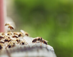 Many bees cluster on and around the entrance of a wooden beehive. Some are in flight, contributing to the busy activity near their home