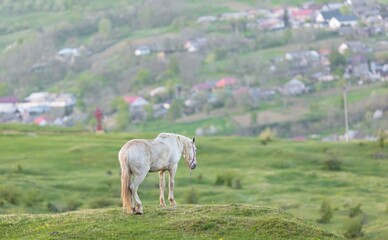 Fototapeta premium A white horse with a halter stands calmly on a grassy hill. Small houses and a red cross dot the rolling hills in the background in rural Romania