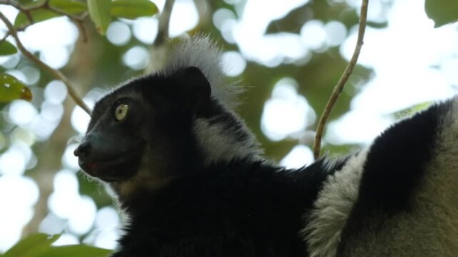Lemur indri sitting in the tree, looks around, portrait 12