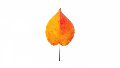 Vibrant autumn pear leaf isolated on a white backdrop