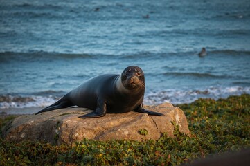 Fototapeta premium Marine mammal lounging on a coastal stone