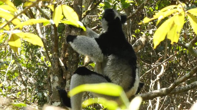 singing lemur indri sits in the tree and answers the callings of his fellows 2
