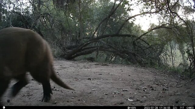 Aardvark, Orycteropus afer, emerging from a burrow at sunset.