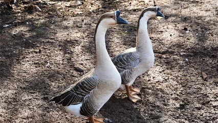 Two Domestic Swan Geese (Chinese Geese) Looking in the Same Direction — Synchronized Pose in Natural Setting