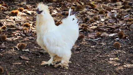 White Silkie Chicken — Fluffy Farm Bird in Natural Setting